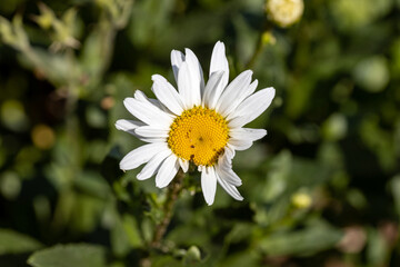 Fototapeta premium Chamomile flower. Detailed macro view. Flower on a natural background, soft light.