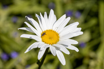 Fototapeta premium Chamomile flower. Detailed macro view. Flower on a natural background, soft light.