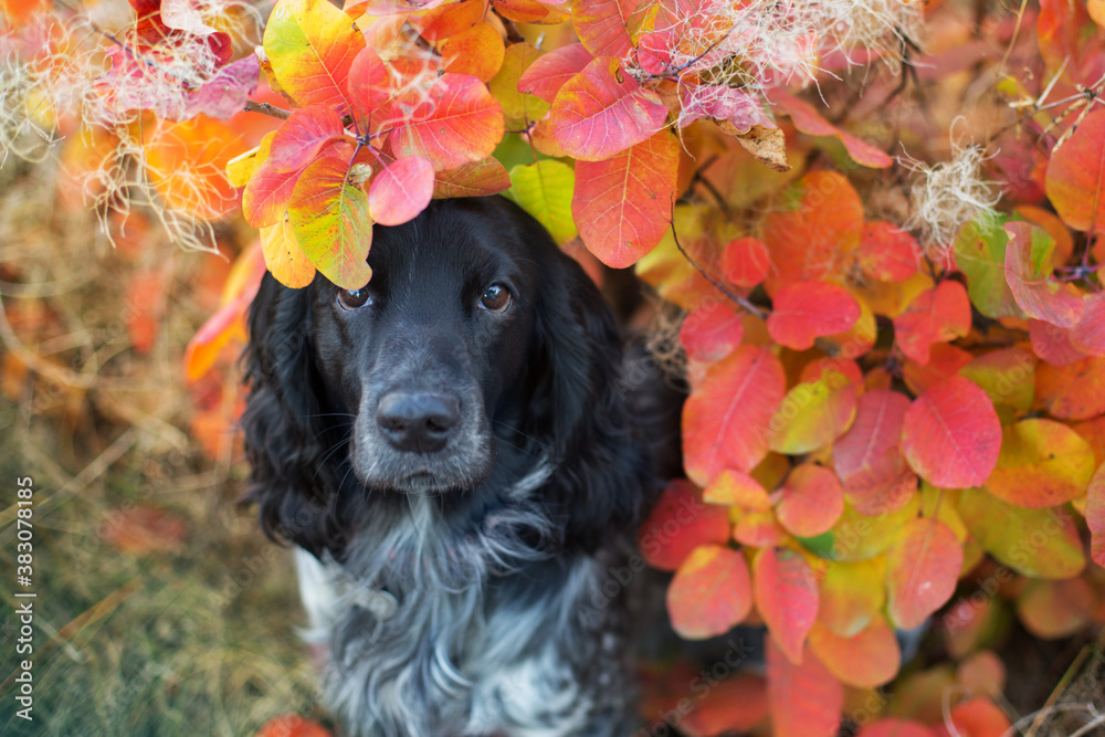 Wall mural russian spaniel close up portrait in autumn leaves