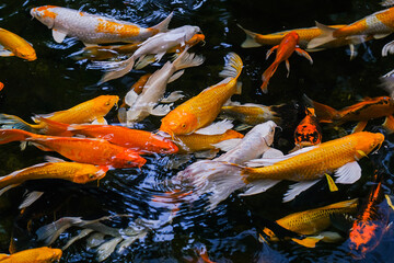 Fancy Carp swimming in the pond, Fancy Carp are golden,