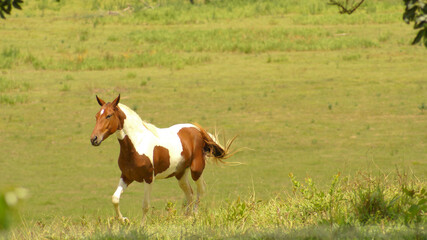 Obraz na płótnie Canvas Pampa horse in pasture in the state of Minas Gerais, Brazil