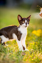 Black and white kitten looking right, domestic animals, pet photography of cat playing outside, shallow selective focus, blurred green grass background