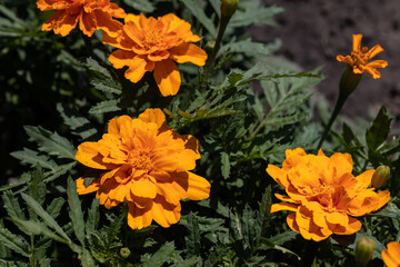 Blossom tagetes flowers. Detailed macro view. Flower on a natural background, soft light.