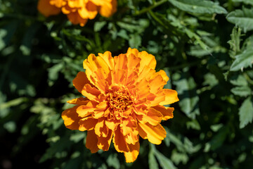 Blossom tagetes flowers. Detailed macro view. Flower on a natural background, soft light.