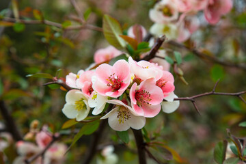Spring blossom background. Beautiful nature scene with blooming tree and sun flare. Sunny day. Spring flowers. Beautiful Orchard. Abstract blurred background.