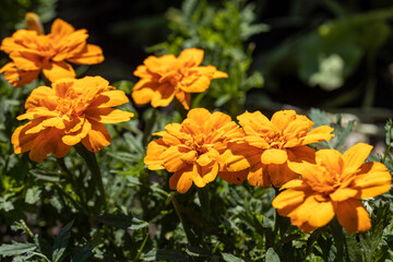 Blossom tagetes flowers. Detailed macro view. Flower on a natural background, soft light.