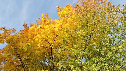Colorful tree in sunny autumn day Blue sky in background.