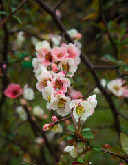 Spring blossom background. Beautiful nature scene with blooming tree and sun flare. Sunny day. Spring flowers. Beautiful Orchard. Abstract blurred background.