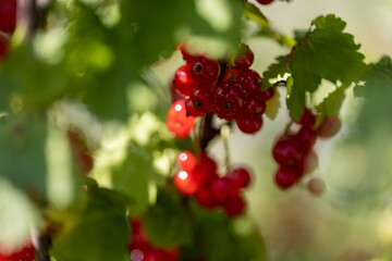 Red currant berry. Detailed macro view. Berry on a natural background, soft light.