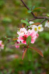 Spring blossom background. Beautiful nature scene with blooming tree and sun flare. Sunny day. Spring flowers. Beautiful Orchard. Abstract blurred background.