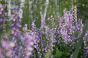 Великолепие в простоте 