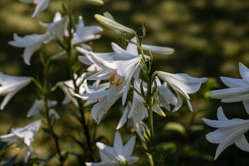 White lily flowers. Detailed macro view. Flower on a natural background, soft light.