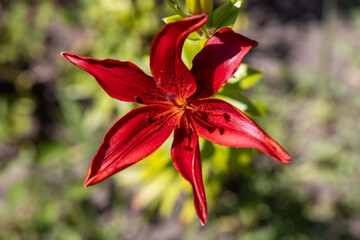 Red lily flower. Detailed macro view. Flower on a natural background, soft light.