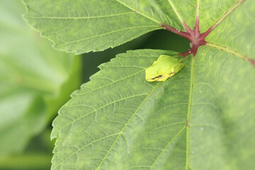 カエルと葉っぱ