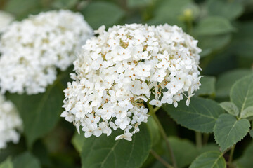 Hydrangea flower. Detailed macro view. Flower on a natural background, soft light.