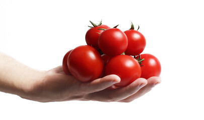 Tomato in the human hand. Isolated over white background.