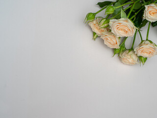 Bush roses of light cream color on a light background.