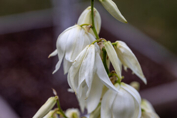 Fototapeta na wymiar White flowers pacific bleeding heart. Detailed macro view. Flower on a natural background, soft light.