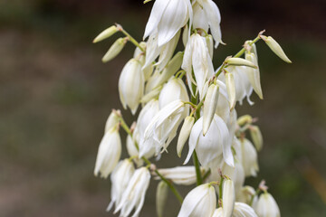 White flowers pacific bleeding heart. Detailed macro view. Flower on a natural background, soft light.