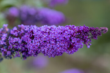 Purple lilac flowers. Detailed macro view. Flower on a natural background, soft light.