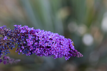 Purple lilac flowers. Detailed macro view. Flower on a natural background, soft light.