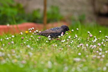 European Starling (Sturnus vulgaris), adult in meadow, Brandenburg, Germany