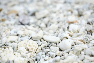 沖縄珊瑚の海岸