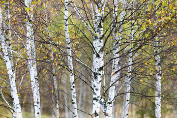 beautiful early autumn nature background foggy trees in the mountains