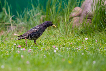 European Starling (Sturnus vulgaris), adult in meadow, Brandenburg, Germany