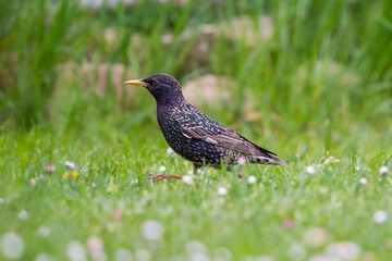 European Starling (Sturnus vulgaris), adult in meadow, Brandenburg, Germany