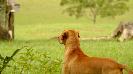 Typical Brazilian Caramel Dog in the Field