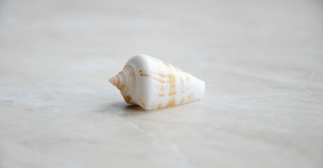 Sea shell on the light marble background