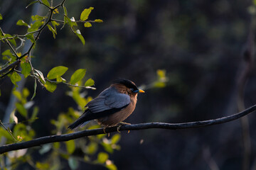 Brahminy Myna or Brahminy Starling, Keoladeo Ghana National Park, Rajasthan, India, formerly known as the Bharatpur Bird Sanctuary