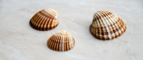 Sea shells on the light marble background