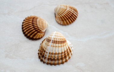 Sea shells on the light marble background