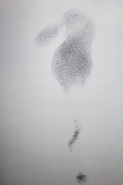 European Starling (Sturnus vulgaris), flying flock in murmuration, Germany