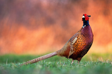 Male common pheasant, phasianus colchicus, standing on meadow in autumn nature. Proud bird looking...