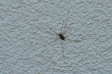 Weberknecht ( Phalangium opilio )	