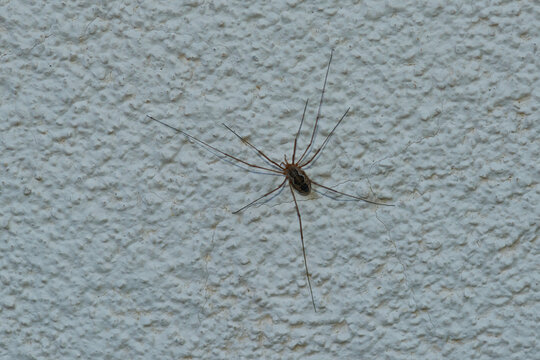 Weberknecht ( Phalangium opilio )	