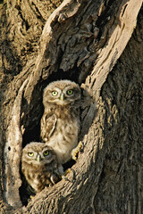 Little Owl (Athene noctua) two juveniles, Lleida, Spain