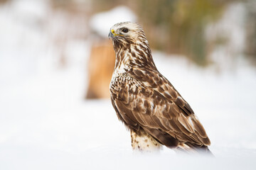 Cruel common buzzard, buteo buteo, sitting on meadow in winter. Fierce bird of prey watching on snowy ground. Feathered wild animal looking on snow.