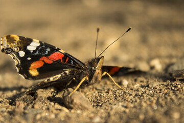 butterfly on the ground