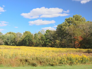 Autumn landscapes with trees and open areas.