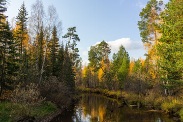 autumn landscape with beautiful multi-colored trees,coniferous trees,yellow foliage,plants in the forest,Park,garden against the blue sky near a natural reservoir