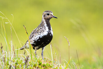 European golden plover, pluvialis apricaria, standing on meadow in summer. Little spotted bird observing on green field. Feathered black and white animal looking on pasture.