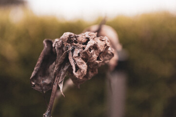 Dead flower 