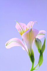 花ユリズイセン