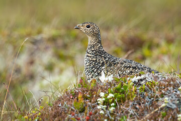 Rock ptarmigan, lagopus muta, female sitting on meadow in summer. Wild patterned animal with beak hiding behind a stone in Iceland. Spotted bird with camouflage feathers in wilderness.