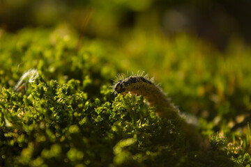 Caterpillar on moss
