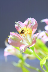 Fototapeta premium 花ユリズイセン